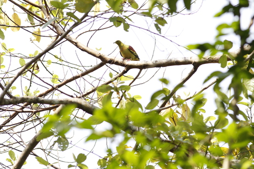Ashy-headed Green-Pigeon