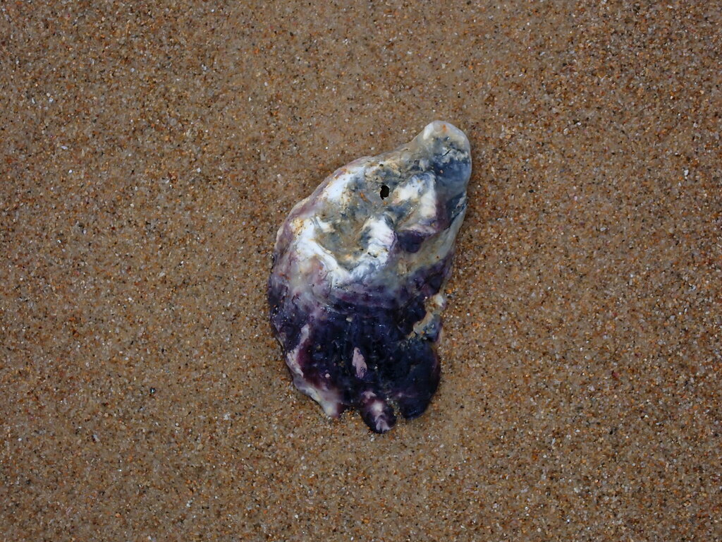 Sydney Rock Oyster from Coffs Harbour, NSW, Australia on November 25