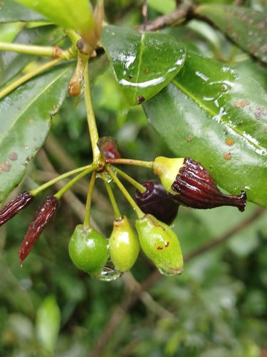 Image of Peddiea africana by (c) Ferncliffe forest wilding, some rights reserved (CC BY)