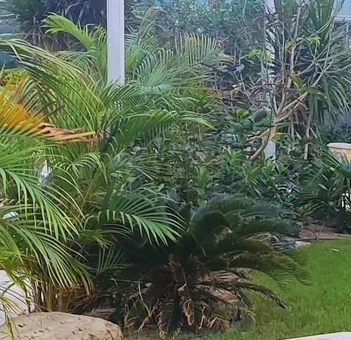 Areca Palm