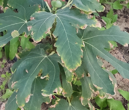 common fig