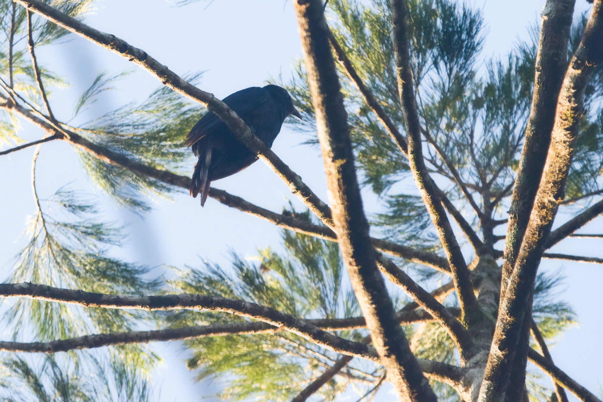 White-crowned Cuckoo (Caliechthrus leucolophus), photo 2