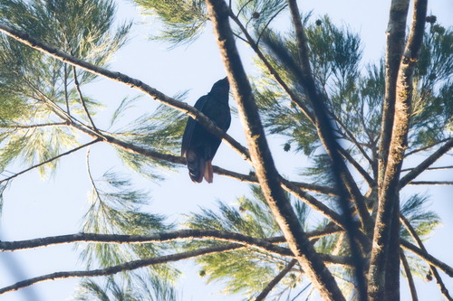 White-crowned Cuckoo (Caliechthrus leucolophus)