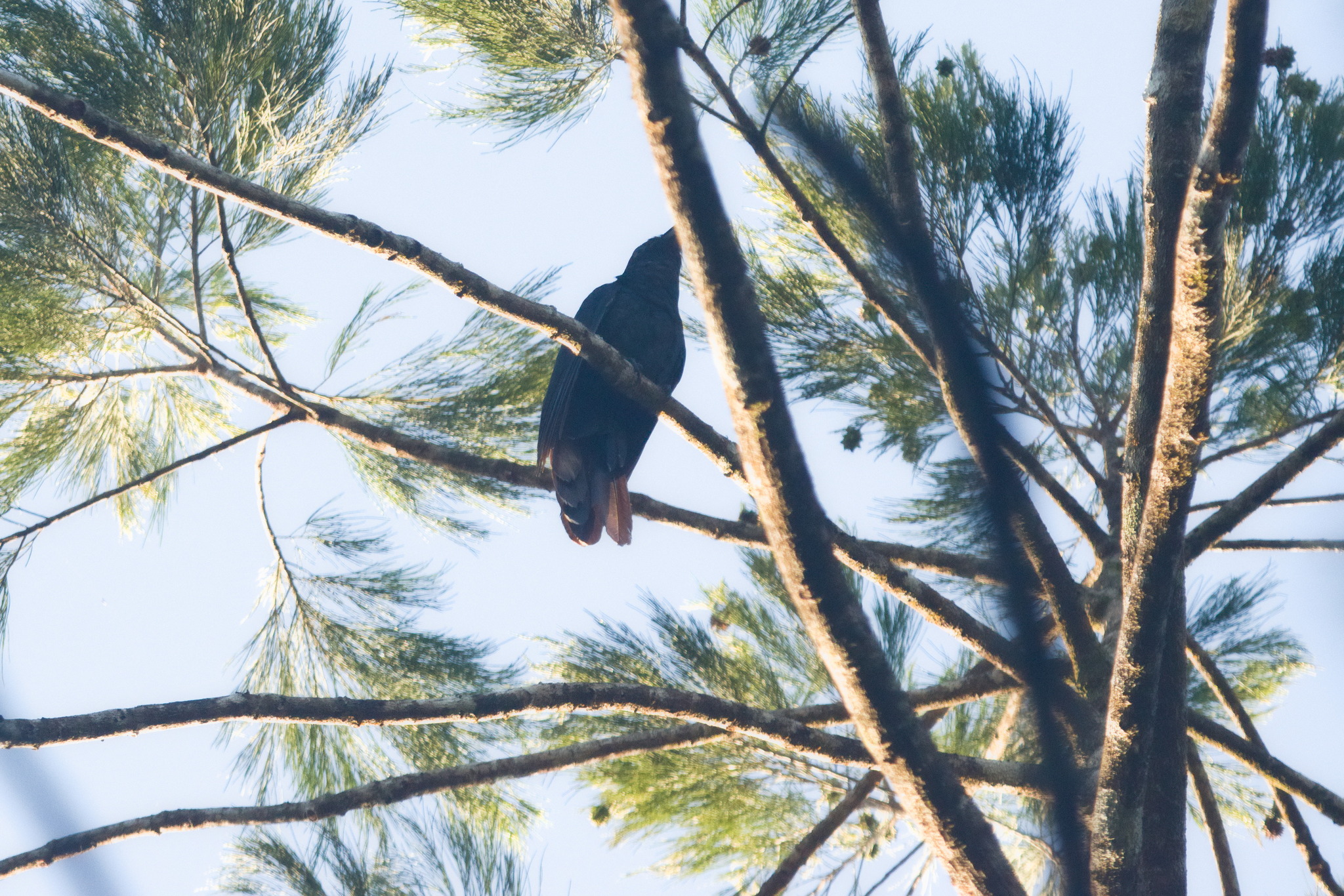 White-crowned Cuckoo (Caliechthrus leucolophus), photo 1