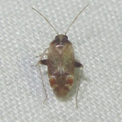 Hamatophylus guttulosus