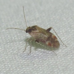 Hamatophylus guttulosus