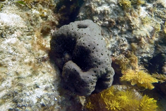 Irciniidae