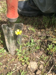 Layia gaillardioides