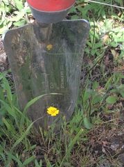 Layia gaillardioides