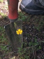 Layia gaillardioides