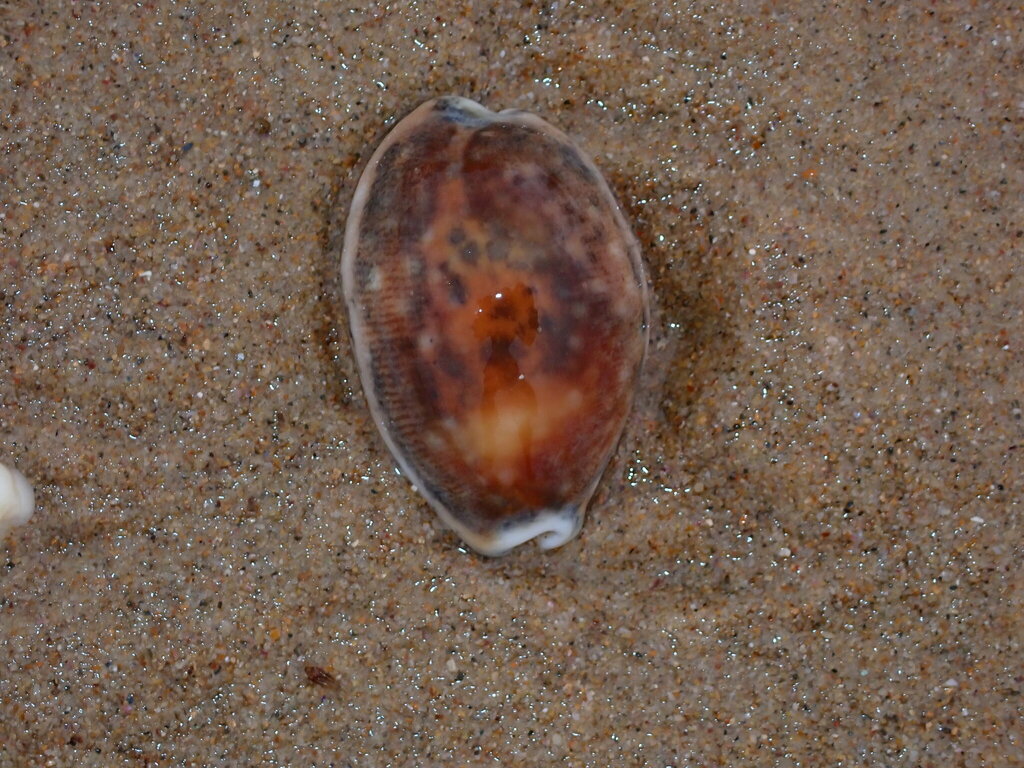 Calf Cowry from Coffs Harbour, NSW, Australia on November 25, 2023 at