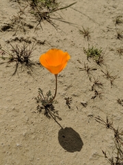 Eschscholzia lemmonii
