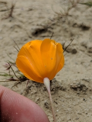 Eschscholzia lemmonii