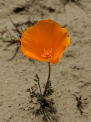 Eschscholzia lemmonii