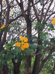 Gonopterodendron arboreum