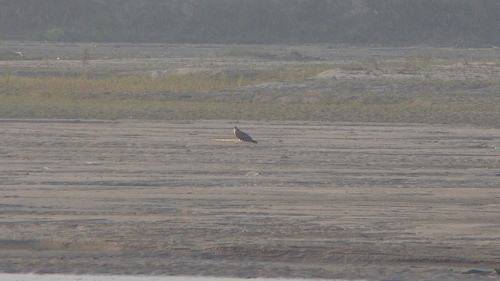 Osprey