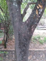 Gonopterodendron arboreum