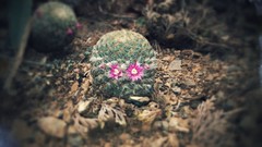 Mammillaria huitzilopochtli