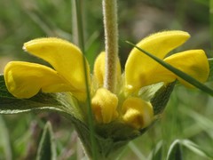 Phlomis lychnitis