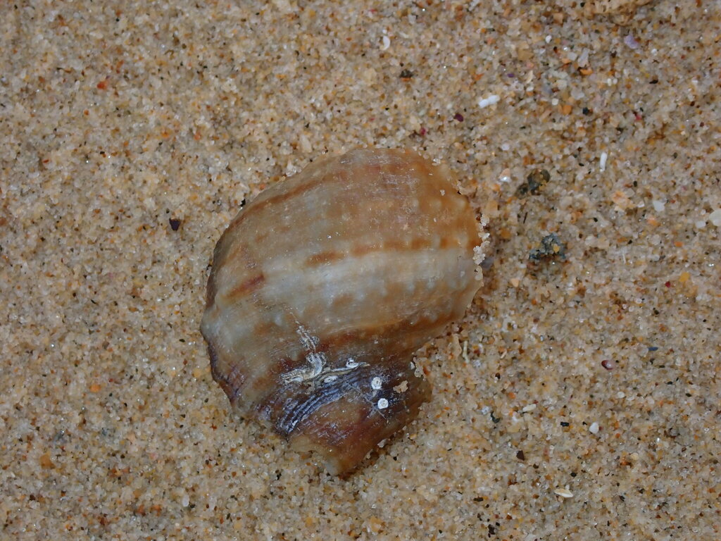 Granular Frog Shell from Coffs Harbour, NSW, Australia on November 25