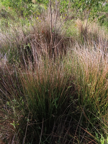 Common rush foliage