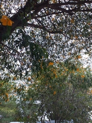 Gonopterodendron arboreum