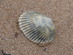 Anadara trapezia