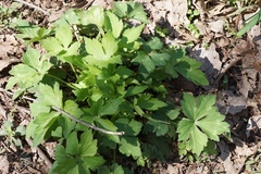 Ranunculus recurvatus