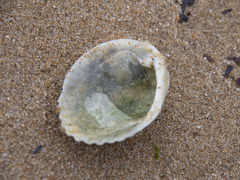 Anadara trapezia