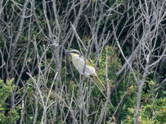 Gavicalis virescens