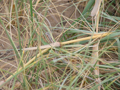 Spinifex sericeus