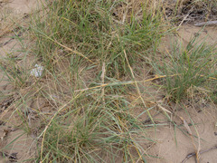 Spinifex sericeus