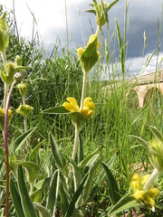 Phlomis lychnitis