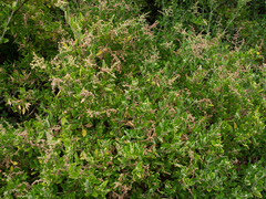 Rhagodia candolleana