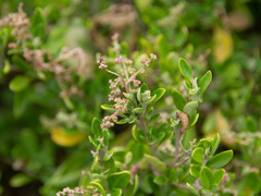 Rhagodia candolleana