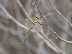 Hemicordulia tau