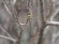 Hemicordulia tau
