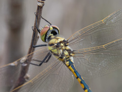 Hemicordulia tau