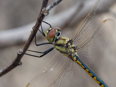 Hemicordulia tau