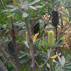 Banksia integrifolia