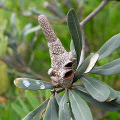 Banksia integrifolia