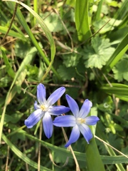 Scilla forbesii