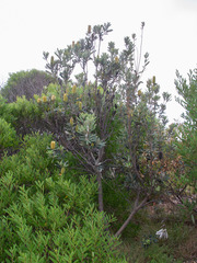 Banksia integrifolia