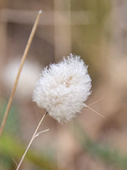 Lagurus ovatus