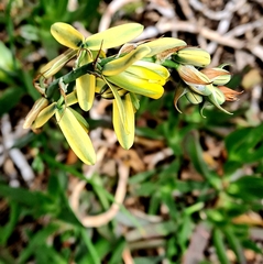 Albuca flaccida