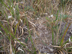 Lagurus ovatus