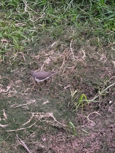 Common Sandpiper