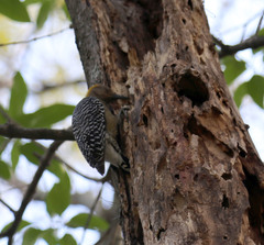 Melanerpes hoffmannii