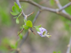 Lycium ferocissimum