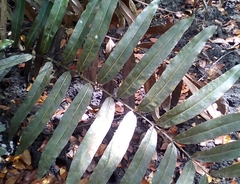 Acrostichum danaeifolium